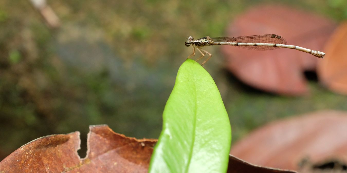 Maybe Ochraceous Darkie { Euphaea Ochracea }