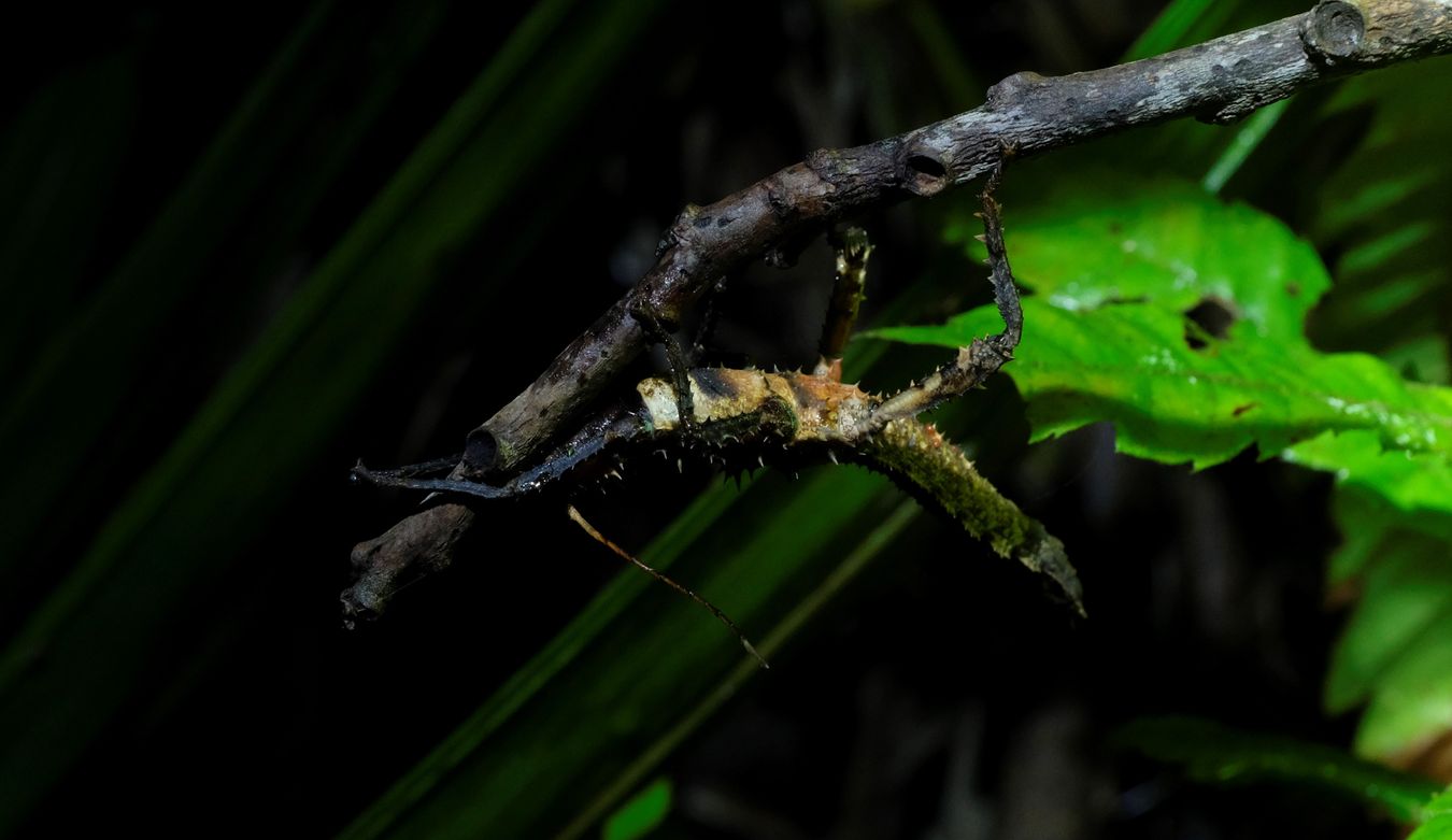 Small Haaniella Stick Insect { Haaniella-Scabra }