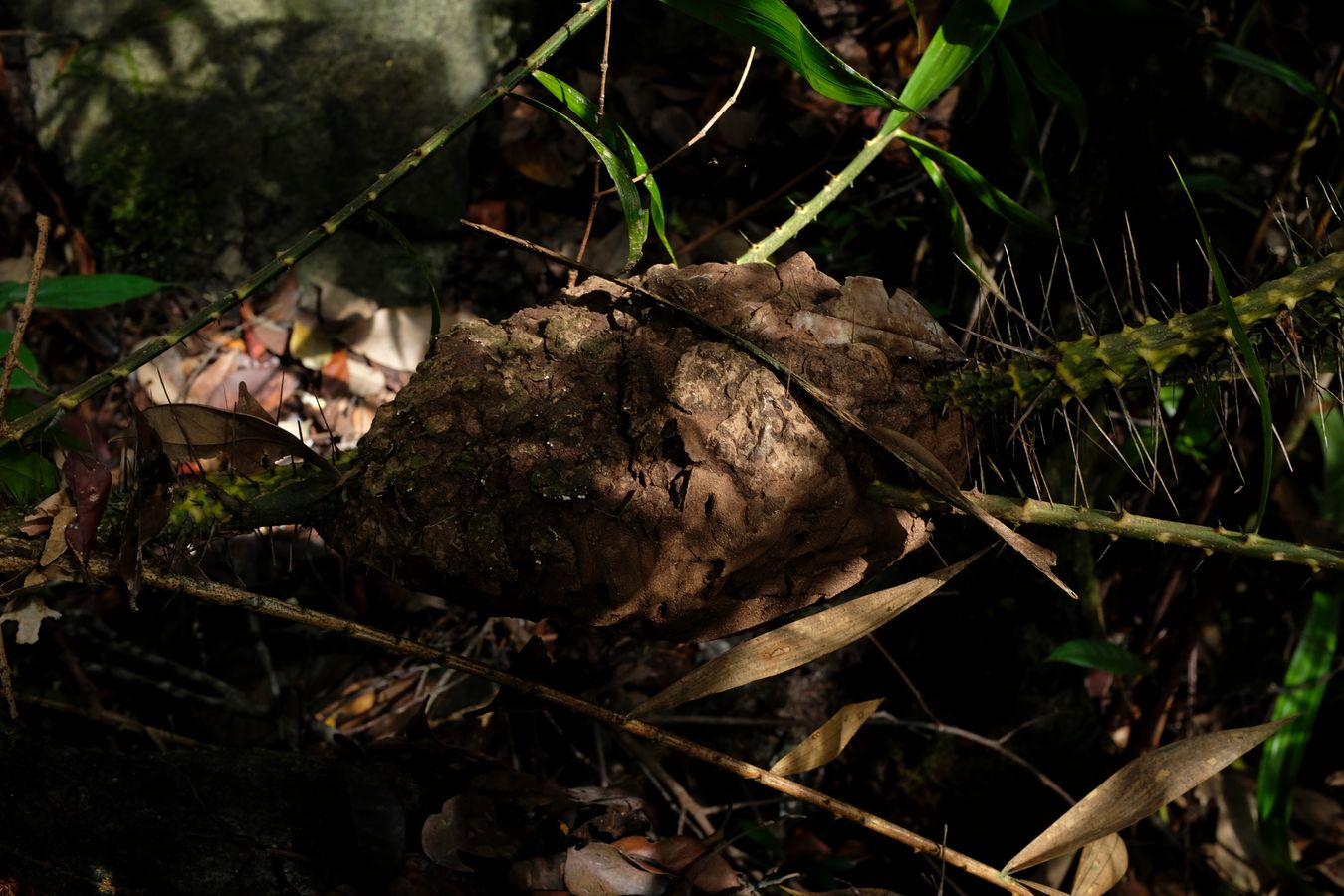 Termite Mound