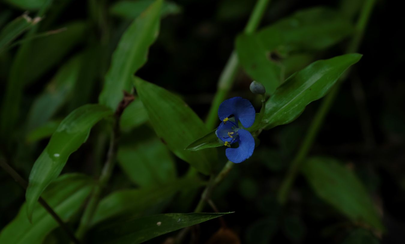 Scurvy Weed Flower { Commelia Cyanea }