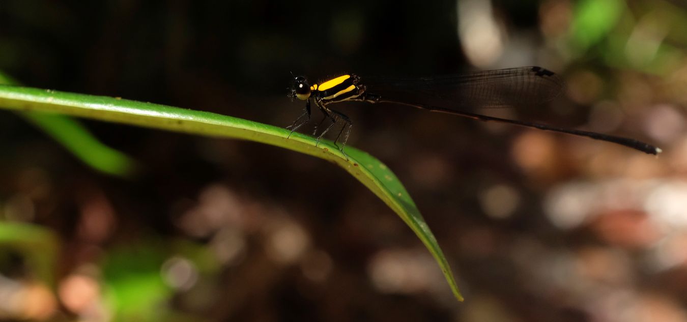 Orange-Backed Threastail Damselfly { Prodasineura Croconata }  