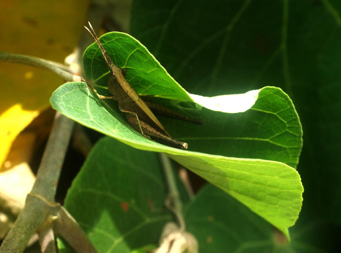 Short-Horned Grasshopper { Phlaeoba Antennata }