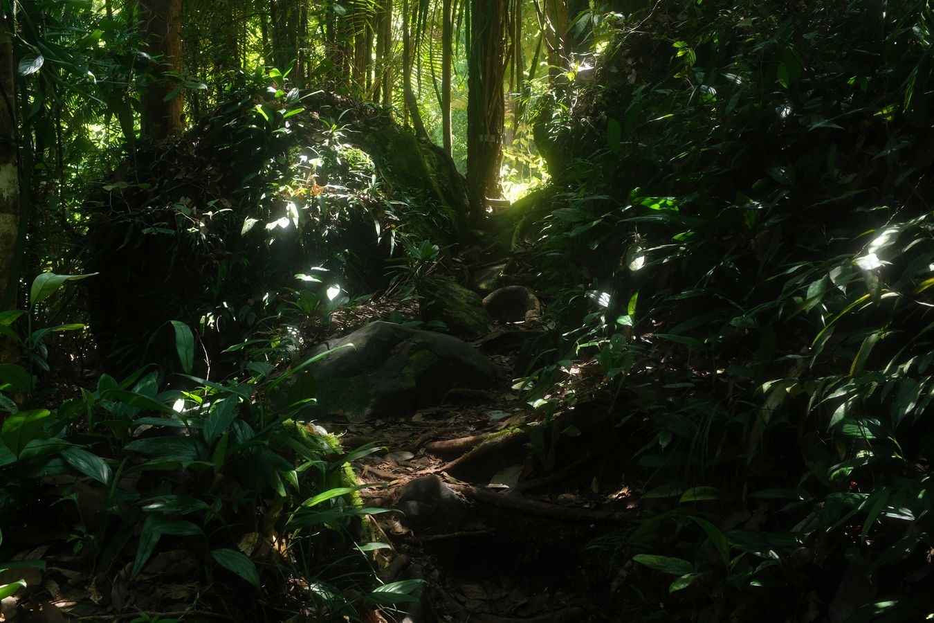 Mixed Disterocarp Forest and landscape