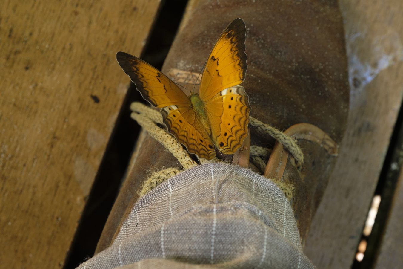 Malay Yeoman Butterfly Perched on My Shoe { Cirrochroa Emalea Emalea }