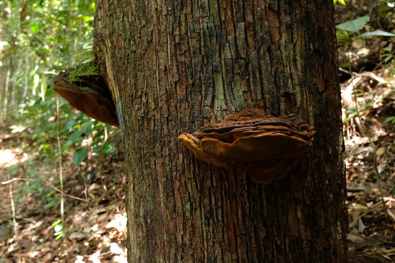 Shaggy Bracket Fungus { Inonotus Hispidus }