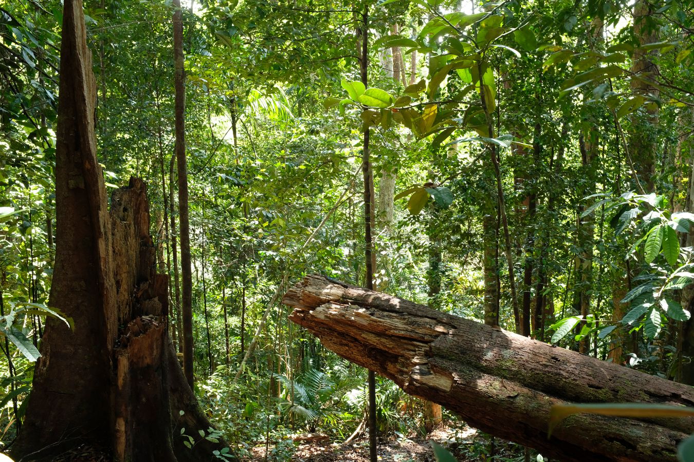 Fallen Tree in the Mixed Dipterocarp Forest 