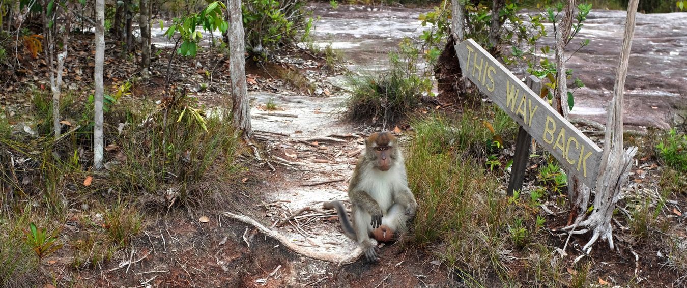 Long Tailed Macaque { Macaca Fascicularis }