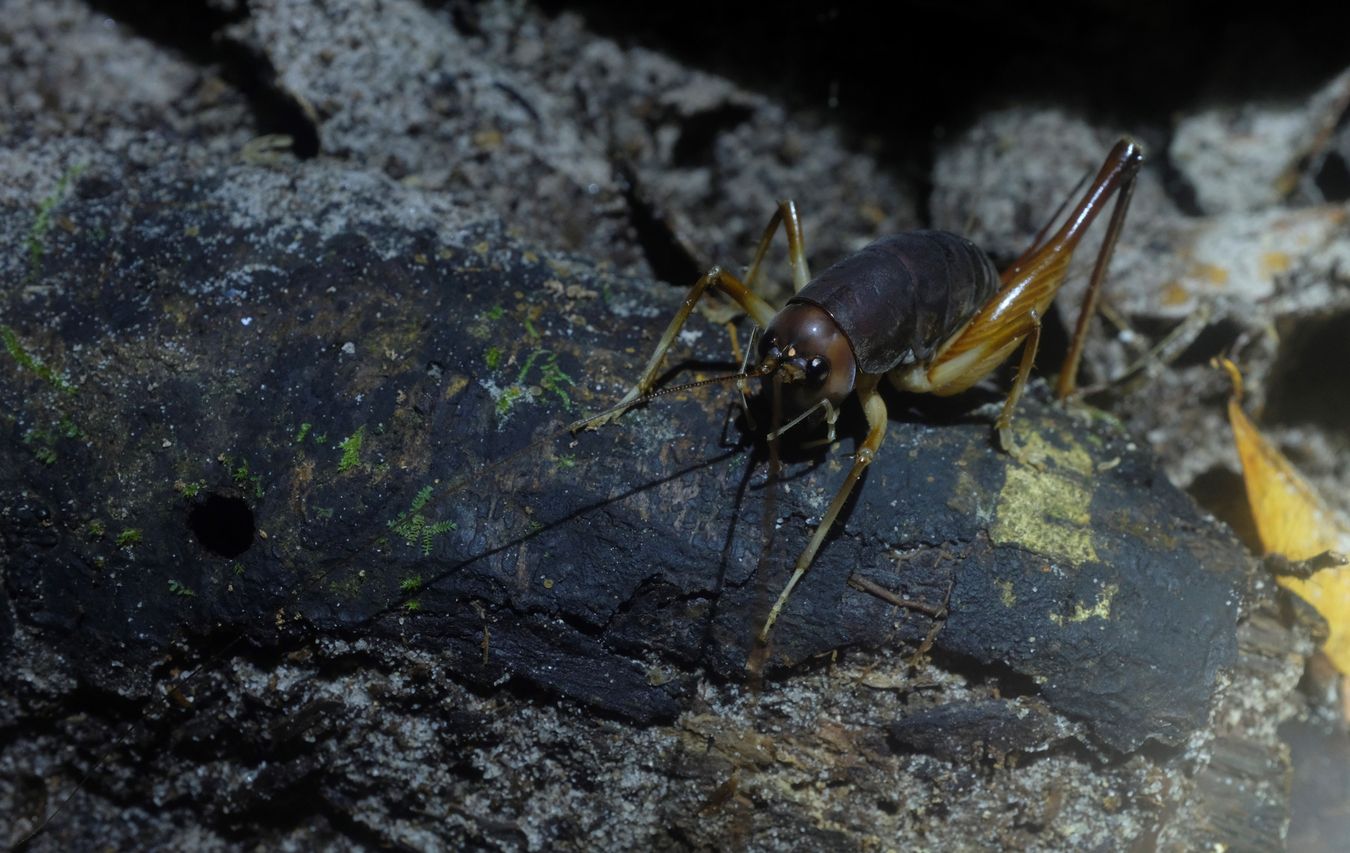 Cave Cricket { Ensifera Rhaphidophoridae }