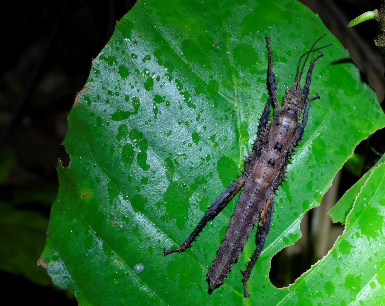 Male Stick Insect { Haaniella Saussurei }