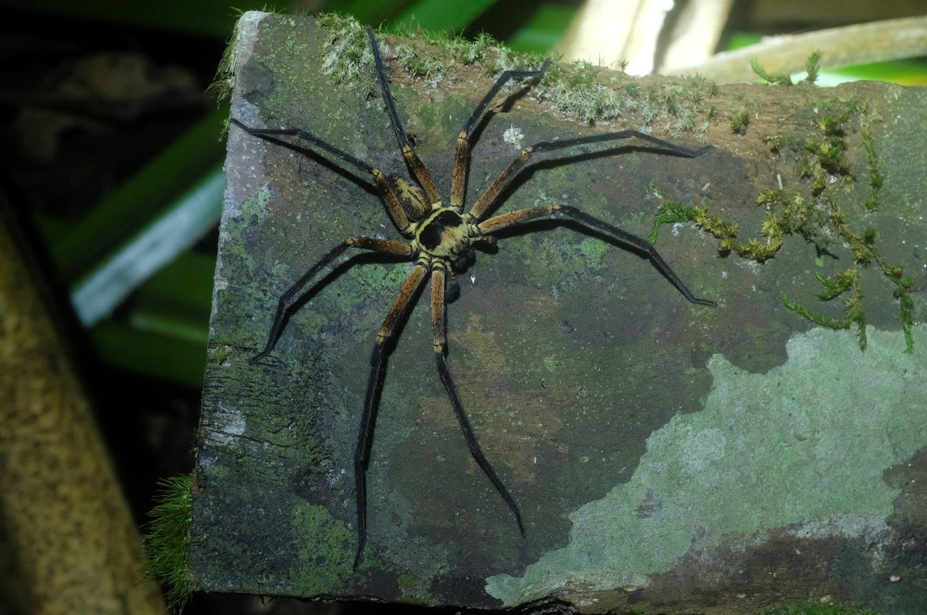 Giant Crab Spider { Heteropoda Venatoria }