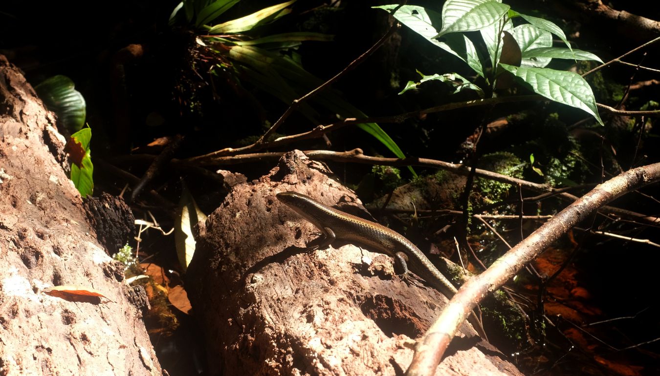 Common Sun Skink Lizard { Eutropis Multifasciata }