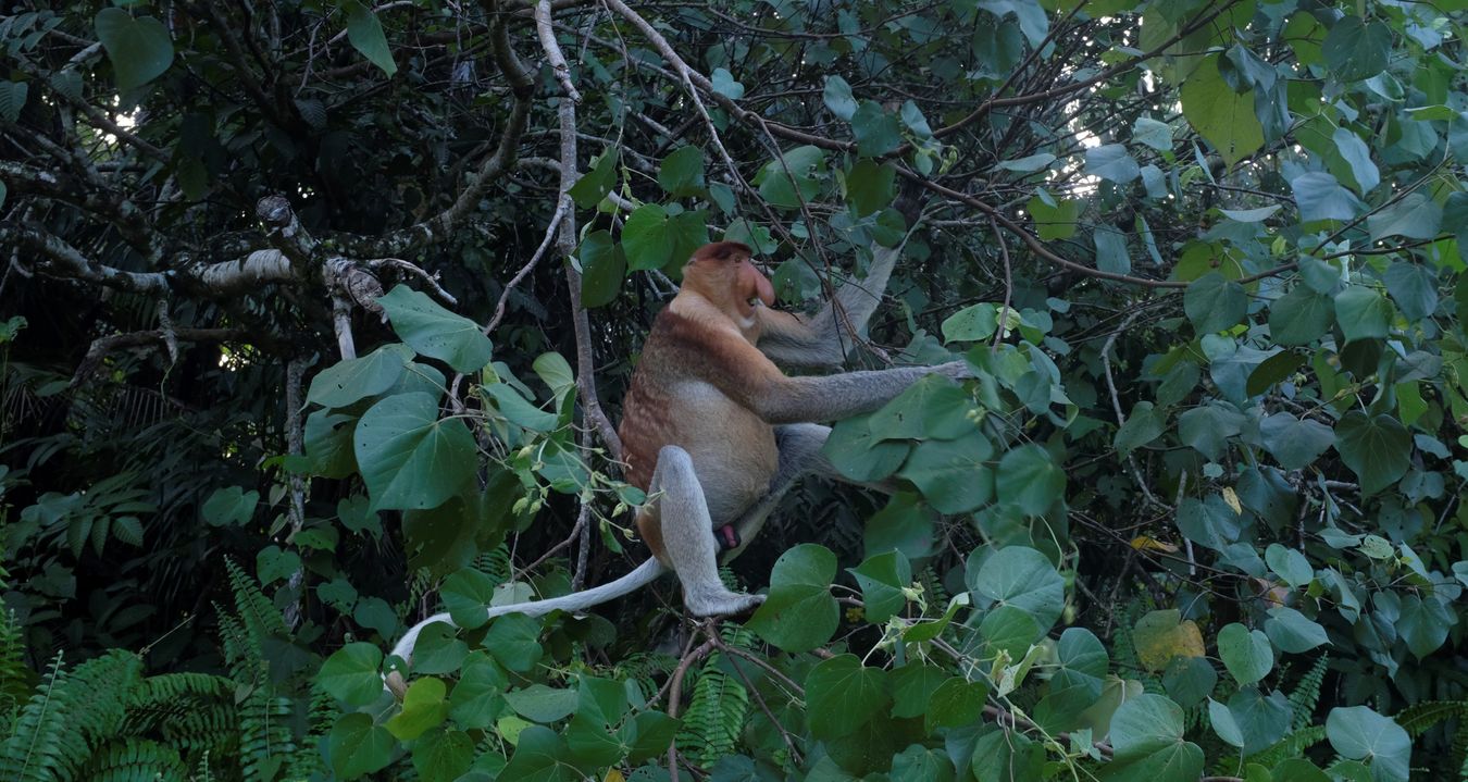 Proboscis Monkey { Nasalis Lavartus }