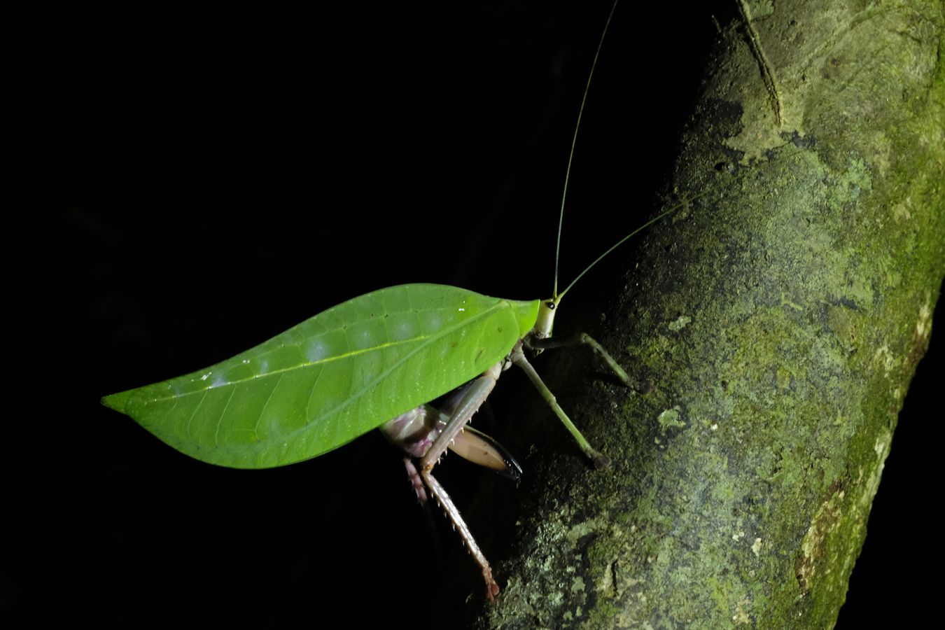 Giant Leaf Katydid { Rhomboptera Semilunata }