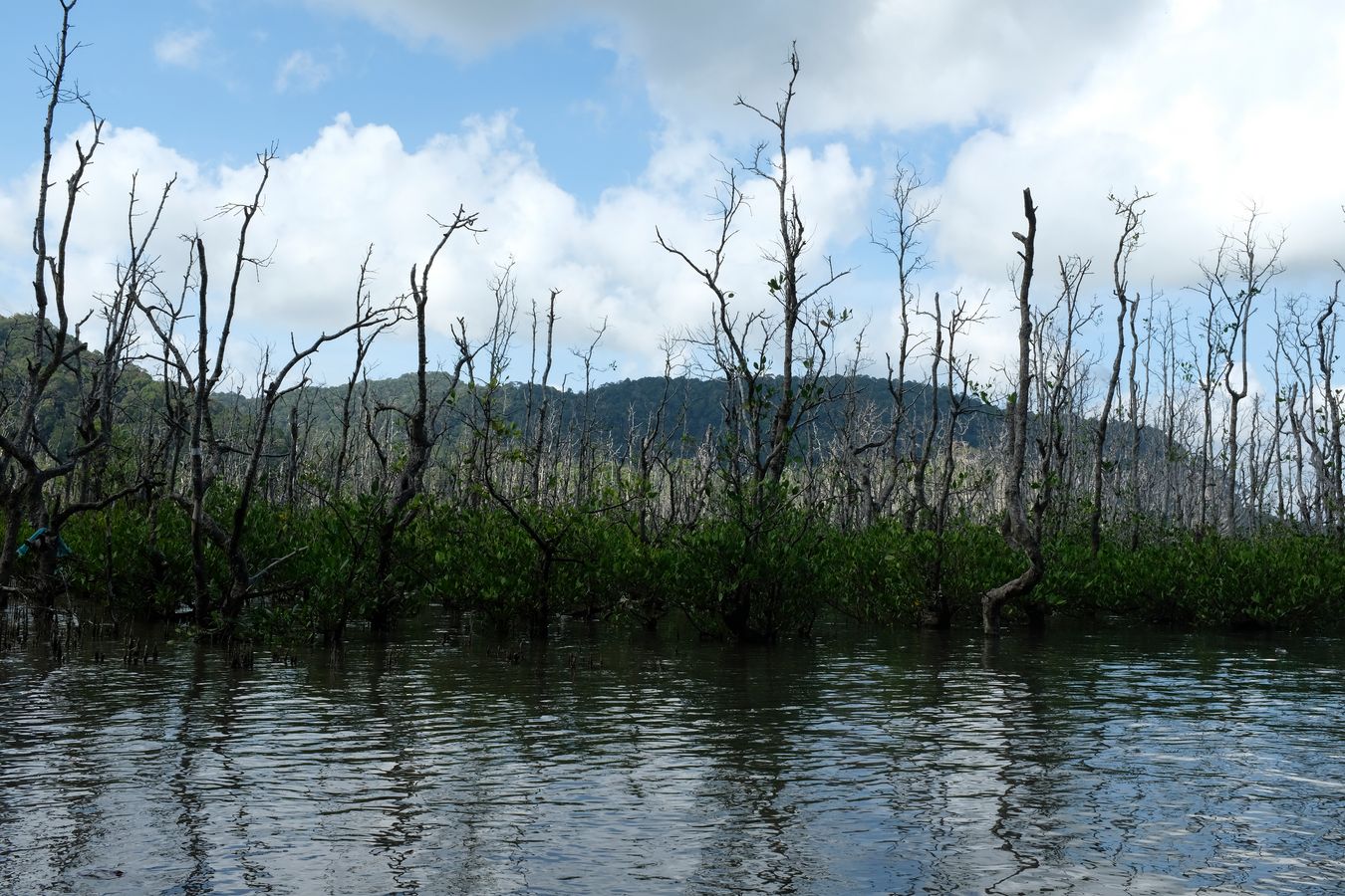 Mangrove Forest and landscape