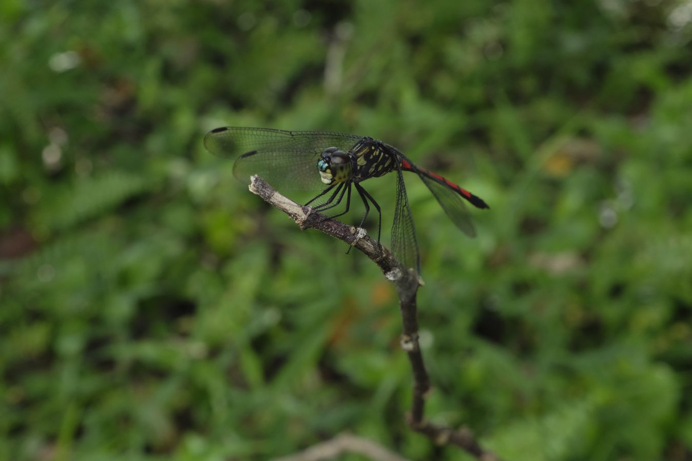 Male Asiatic Blood Tail Dragonfly { Lathrecista Asiatica ] o Grenadier { Agrionoptera Insignis }