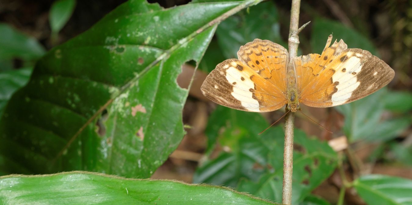 Rustic Butterfly { Cupha Erymanthis }