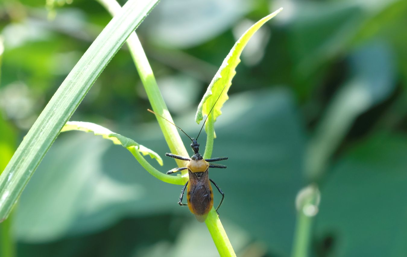 Assassin Bug { Cosmolestes Reduviidae }