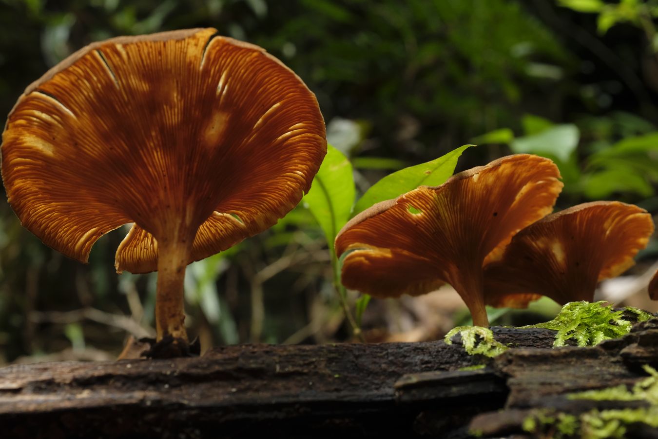 Panus Similis Fungus { Polyporaceae }
