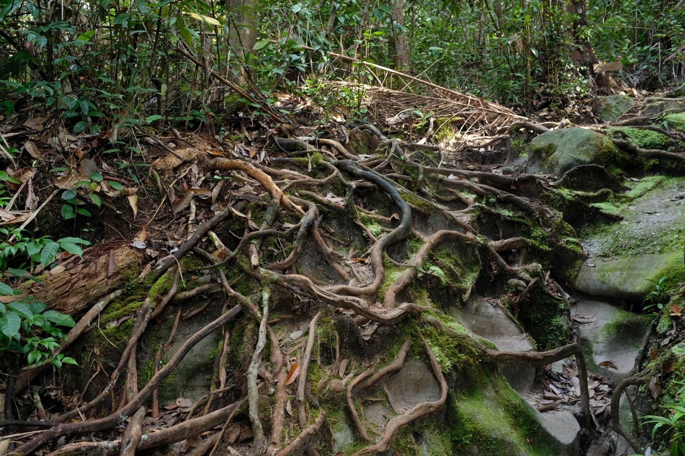 Tree Roots in the Mixed Dipterocarps Forest