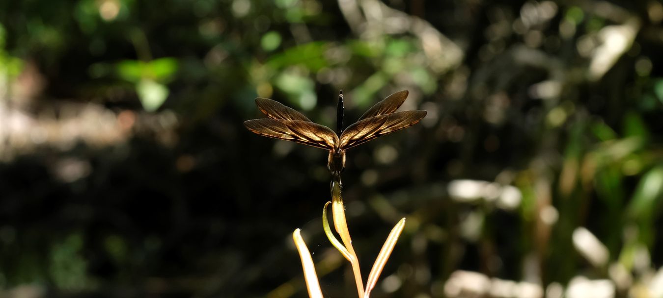Bronze Flutterer Dragonfly { Rhyothemis Obsolescens }