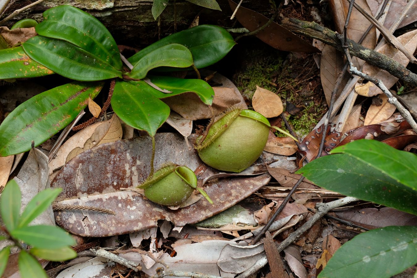 Flask-Shaped Pitcher Plant { Nepenthes Ampullaria }