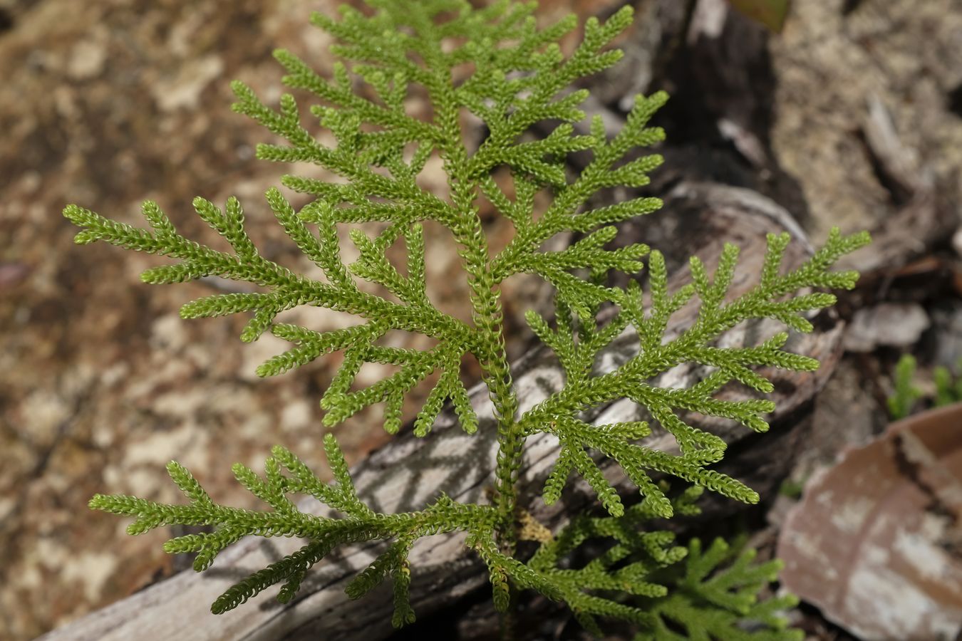 Spikemosses { Probably Selaginella Hordeiformis } 