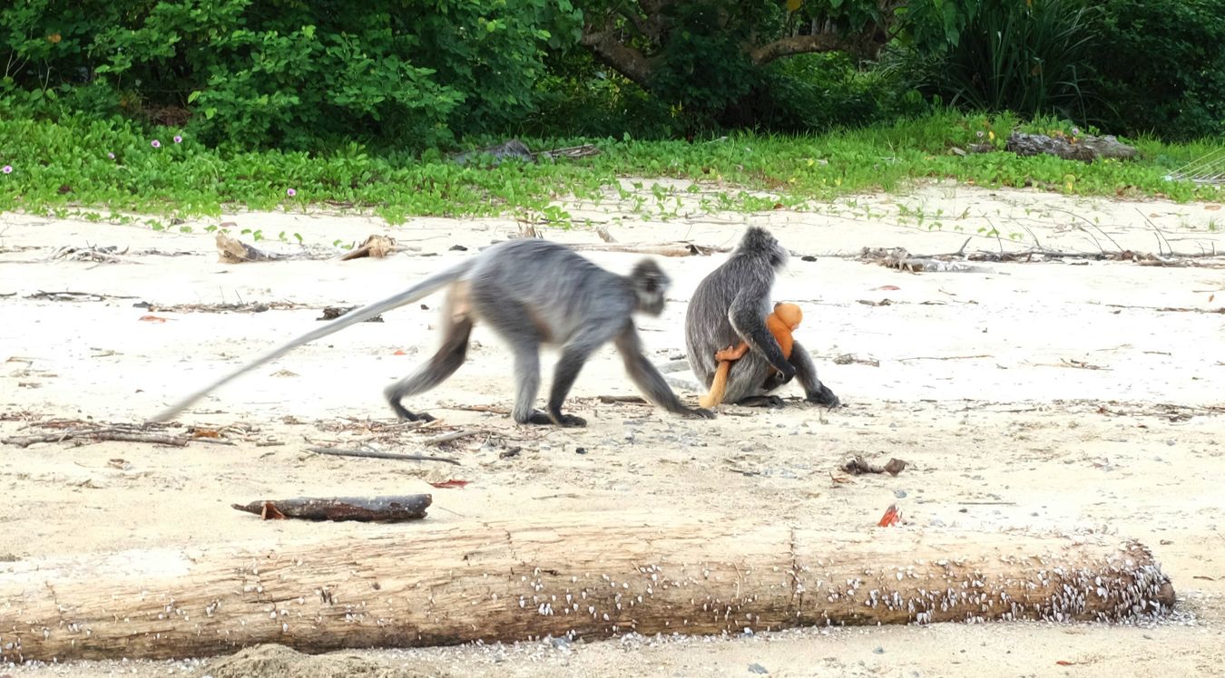 Silver Leaf Langur { Preybotis Cristata }