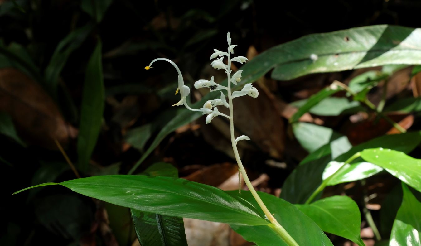 Dancing Ladies Flowers { Globba Winitii }