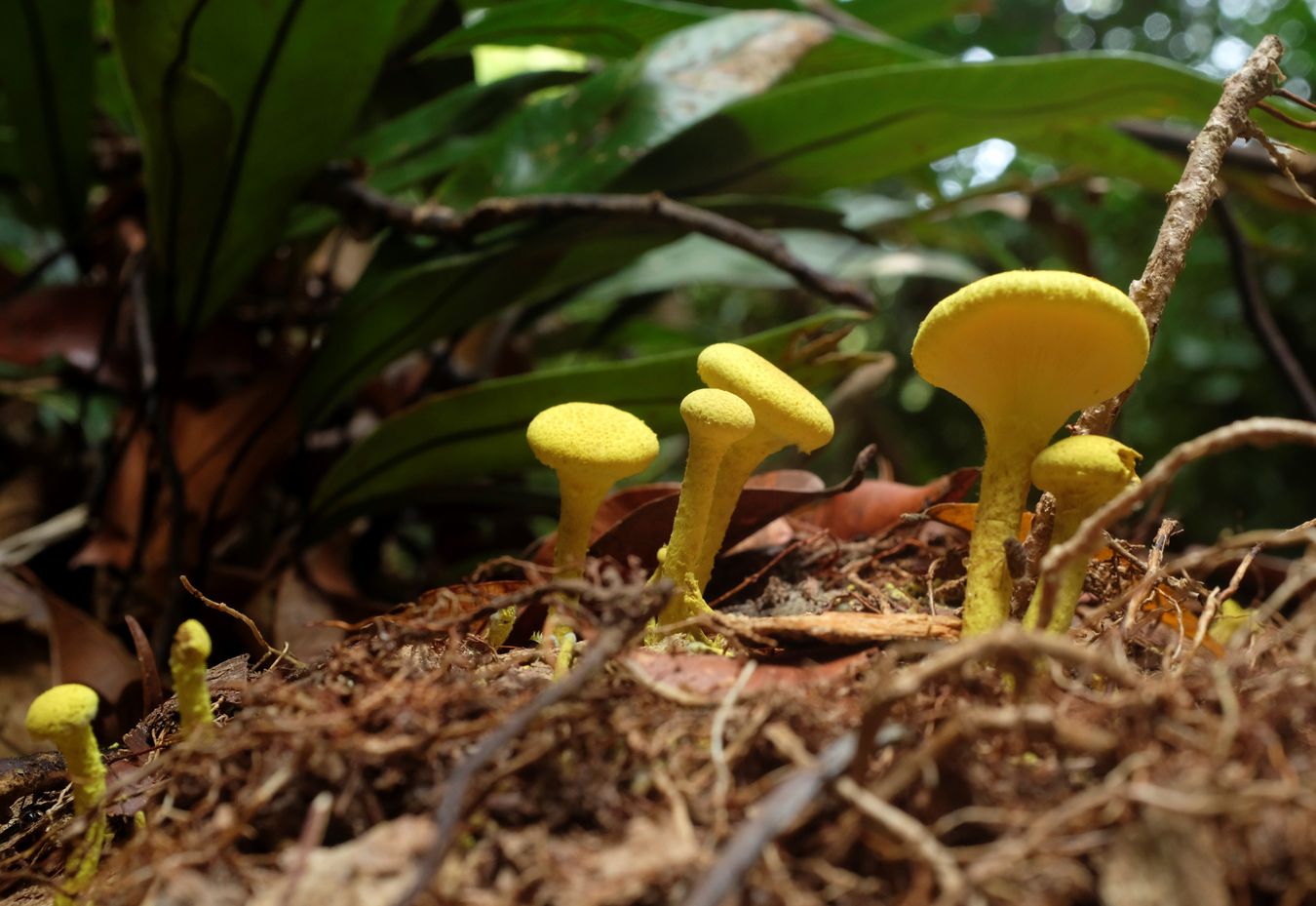 Bolete Fungus { Pulveroboletus Ravenelii }