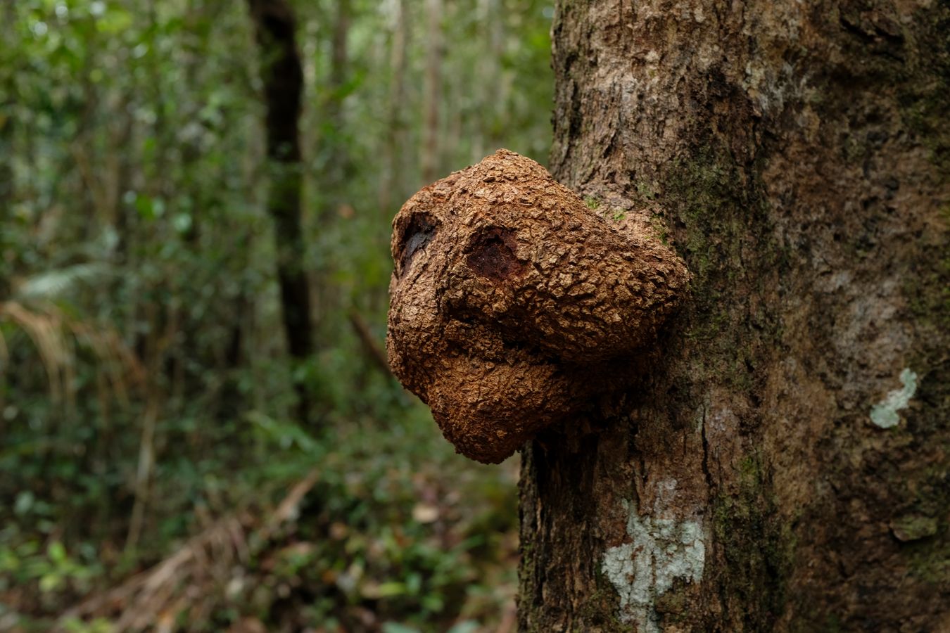 The Wart-Tumor on the Trunk of a Tree Takes the Shape of a Face