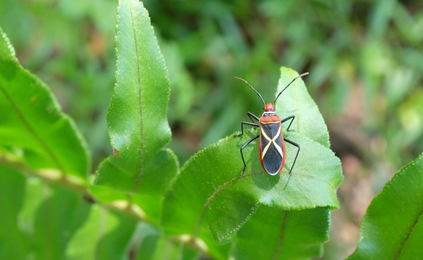 White-Cross Seed Bug { Neacoryphus Bicrucis }