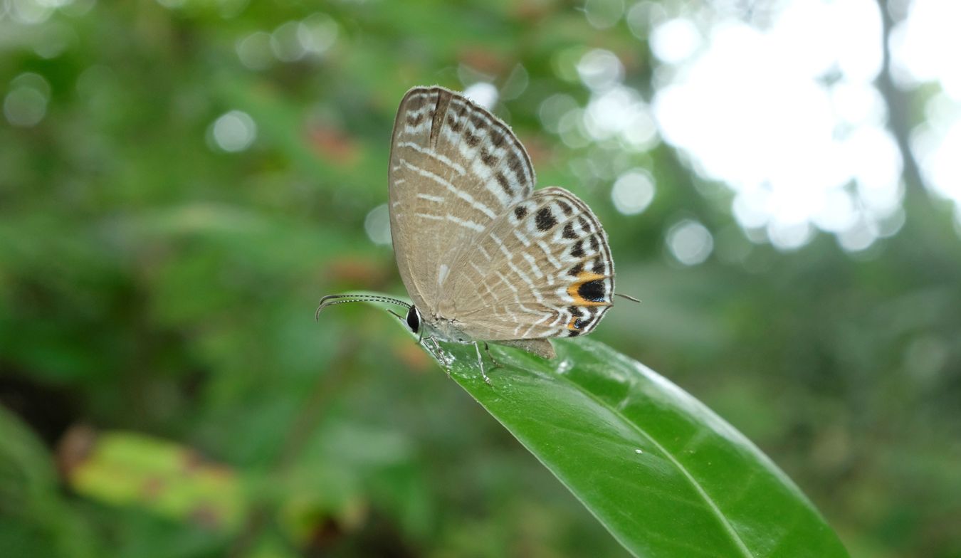 Silver Forget-Me-Not Butterfly { Catochrysops Panormus }