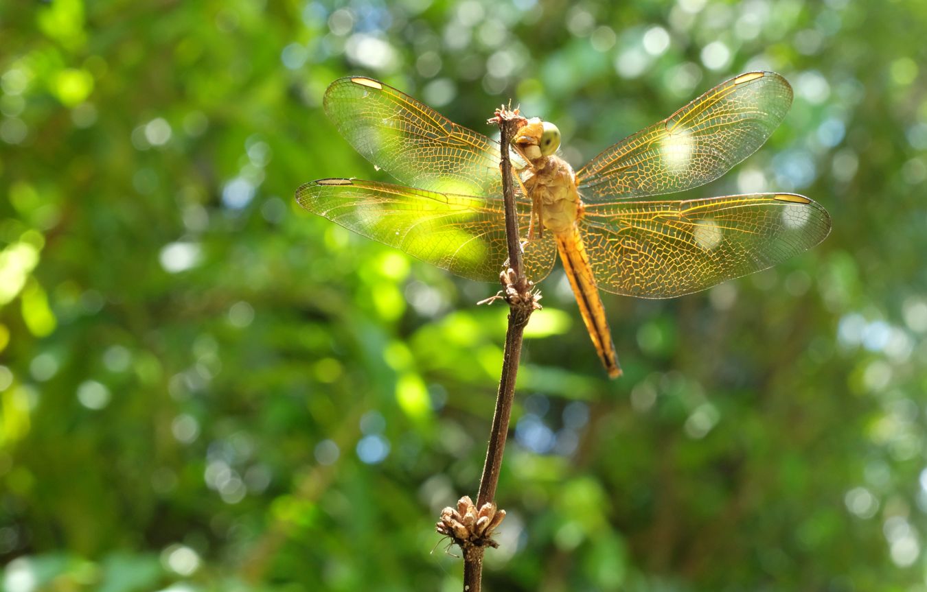 Female Neurothemis Ramburii Dragonfly