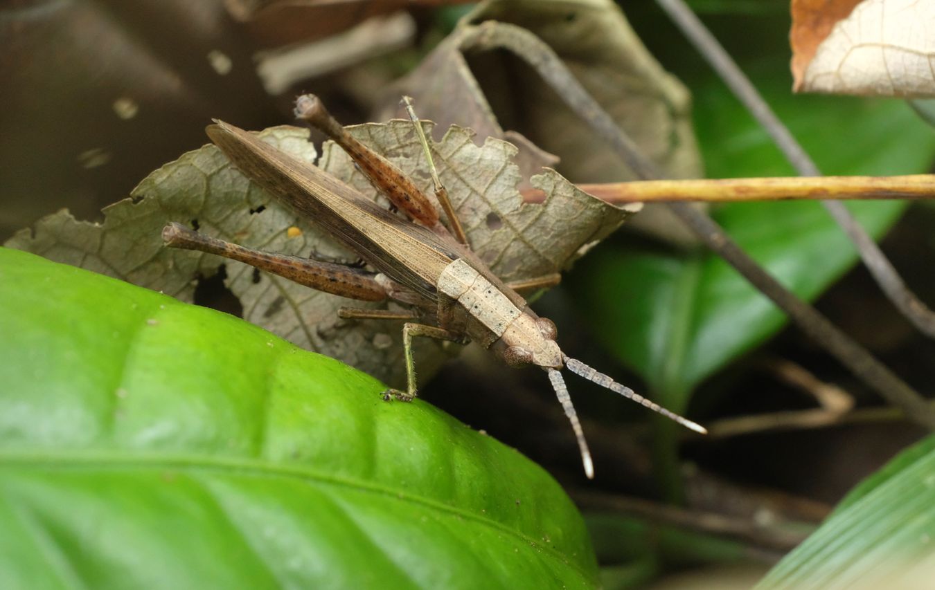 Short-Horned Grasshopper { Phlaeoba Antennata }