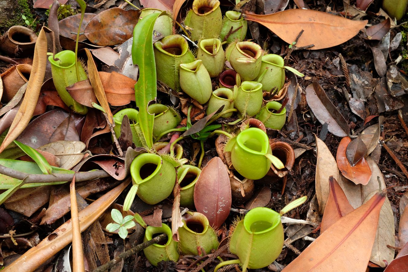 Flask-Shaped Pitcher Plant { Nepenthes Ampullaria }