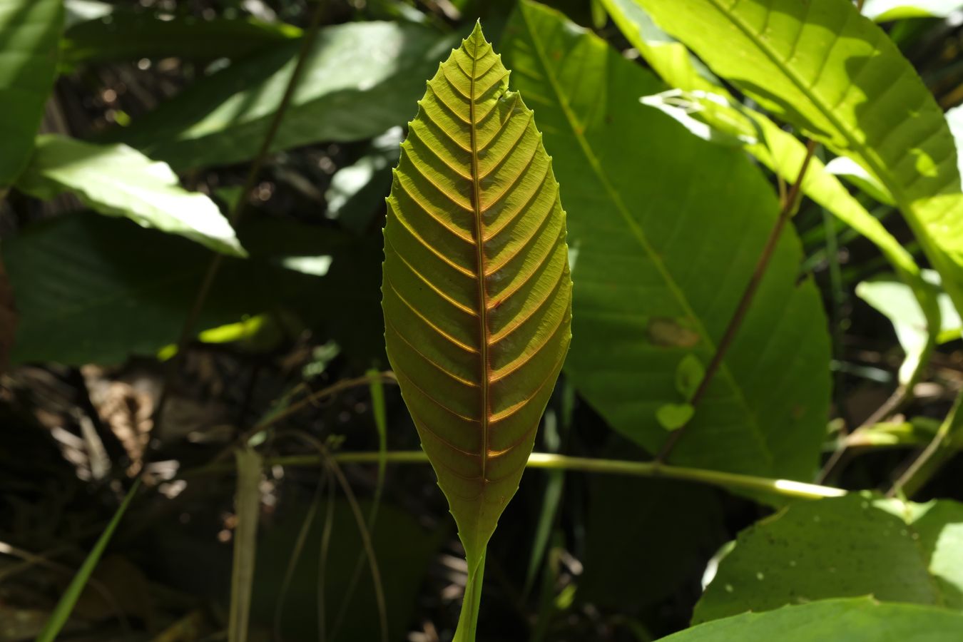 Air Simpoh Plant Leaf { Dilleniaceae Suffruticosa }