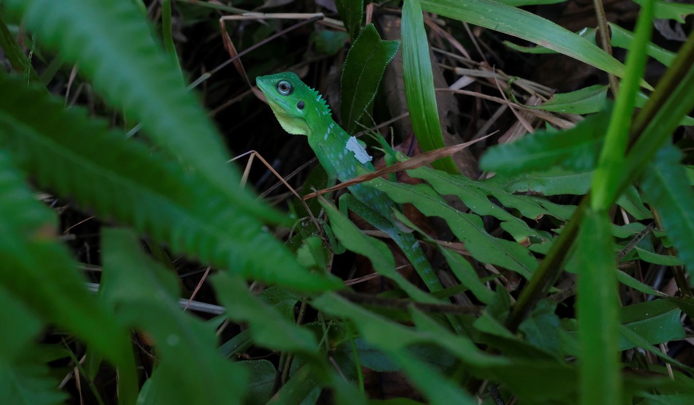 Green Crested Lizard { Bronchocela Cristatella }