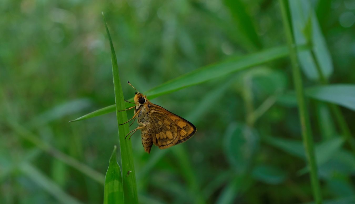 Wide-Brand Grass-Dart Butterfly { Suniana Sunias Sunias }