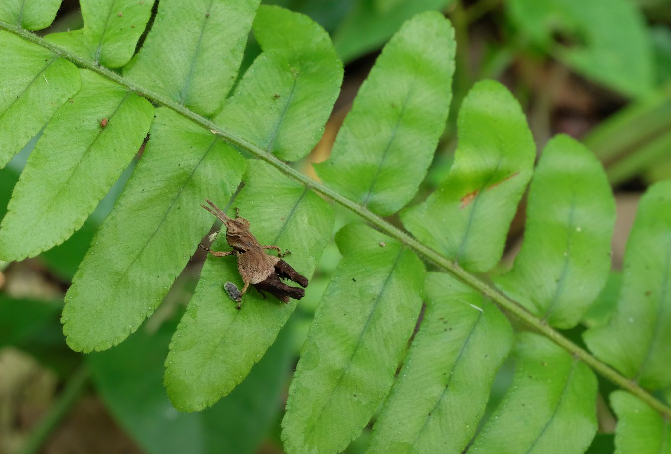 Groundhopper { Tetrigidae Tetrigoidea }