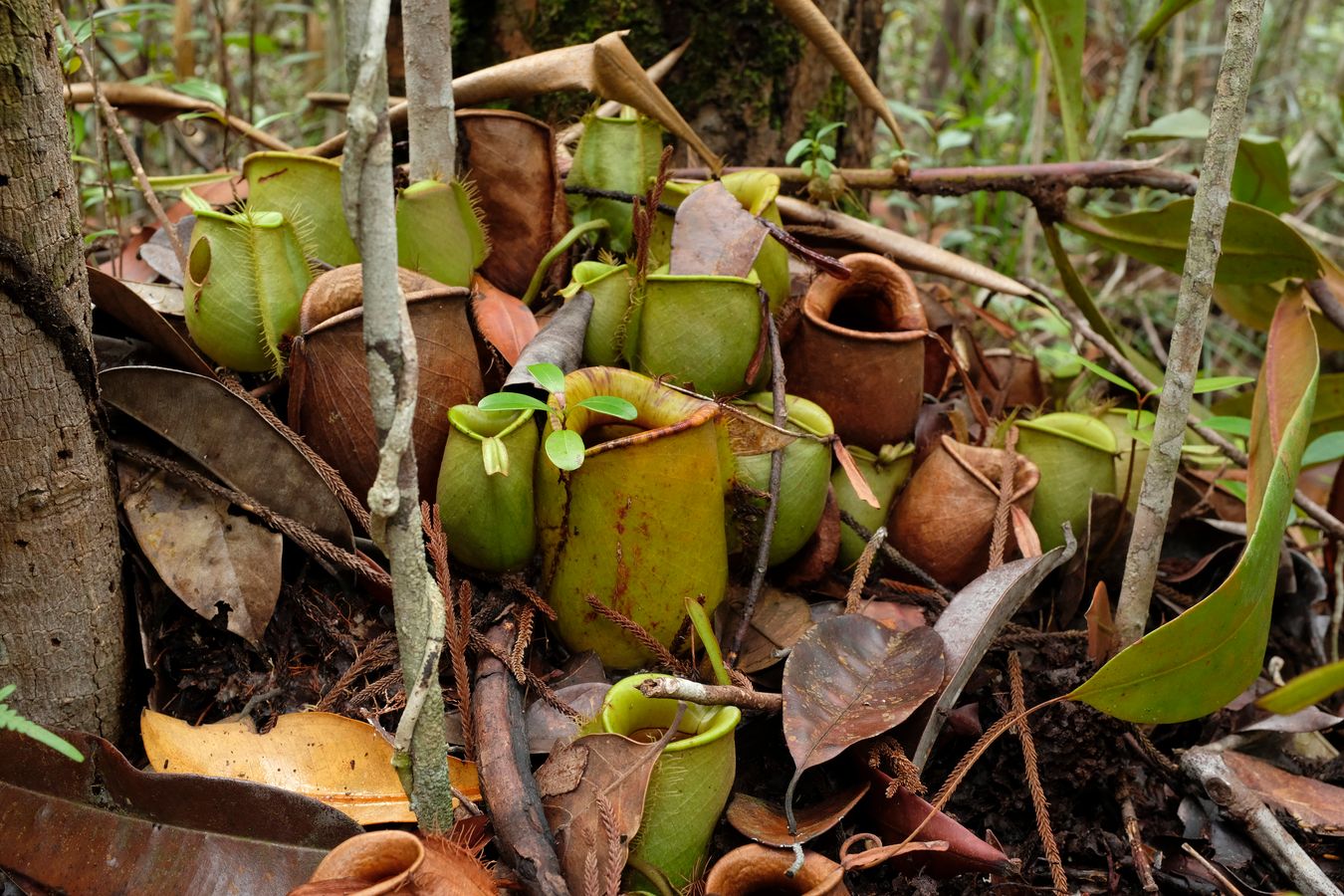 Flask-Shaped Pitcher Plant { Nepenthes Ampullaria }