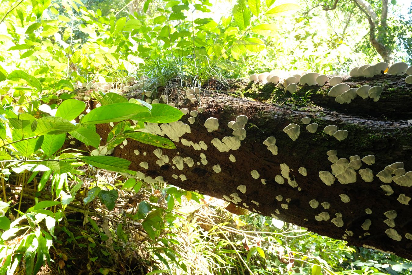 Probably Trametes Fungus { Polyporaceae }