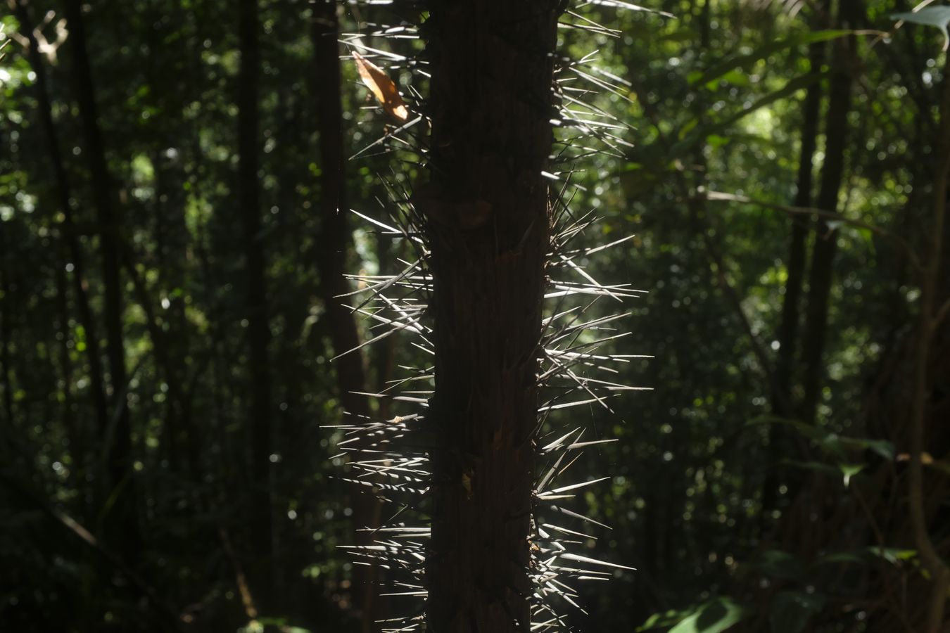 Nibong Palm Spiny Trunk { Oncospermun Sigillarium }