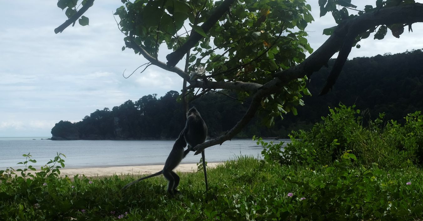 Silver Leaf Langur { Preybotis Cristata }