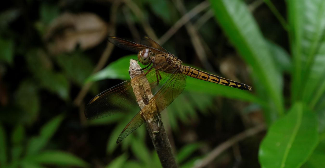 Female Neurothemis Ramburii Dragonfly