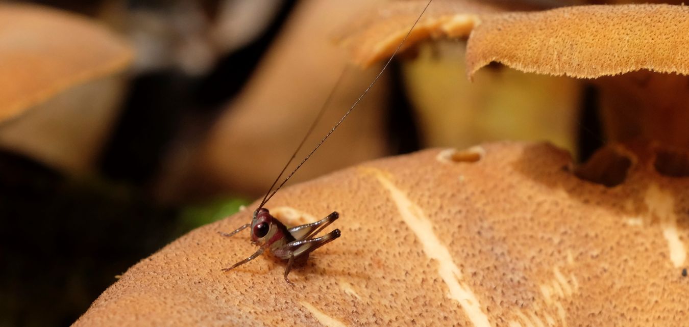 Unknown Bush Cricket Tettigoniidae Nymph {  Maybe Conocepalus }
