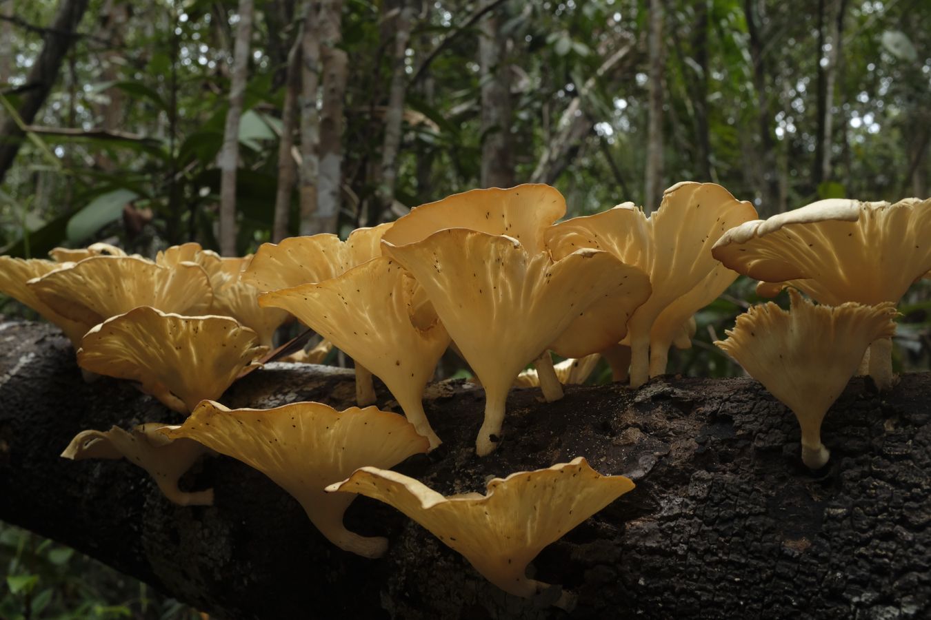 Smooth Chanterelle Fungus { Cantharellus Lateritius }