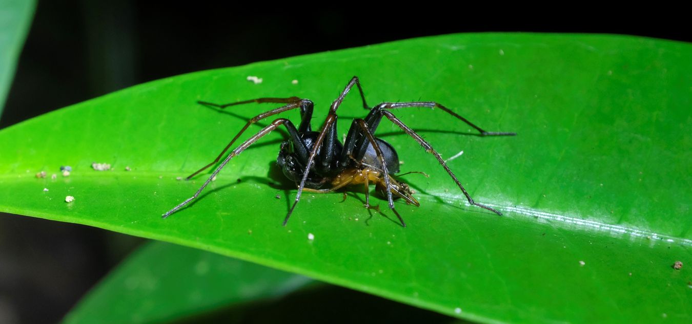 Ant-Hunting Spider Capture and Kill an Ant { Zororiidae. Probably Storosa }