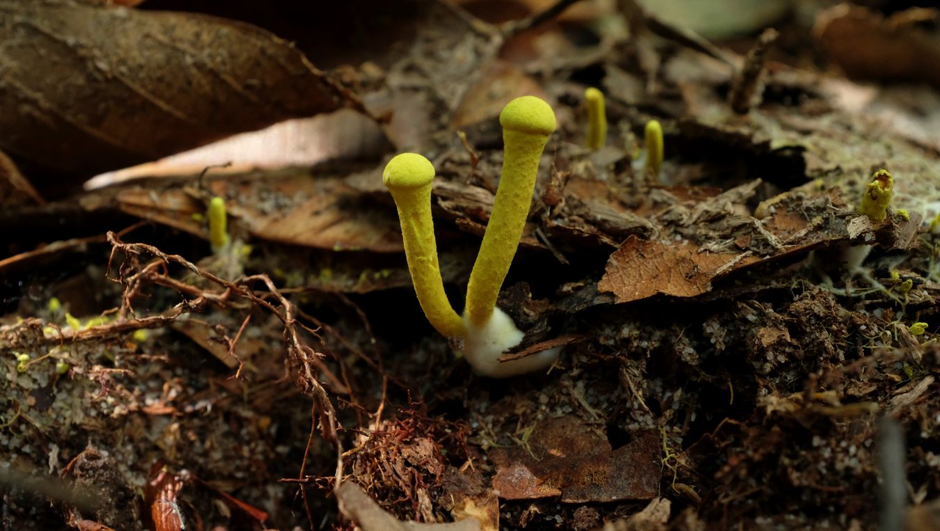 Bolete Fungus { Pulveroboletus Ravenelli }