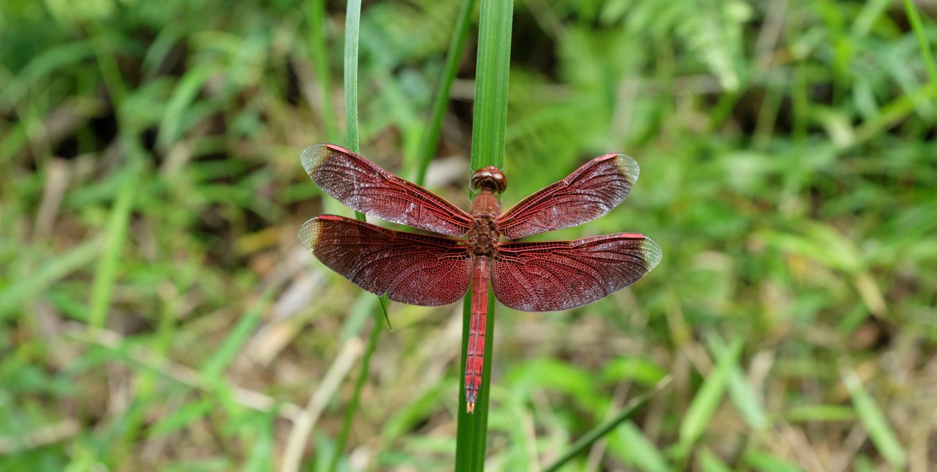 Male Straight-Edge Red Parasol { Neurothemis Terminata }