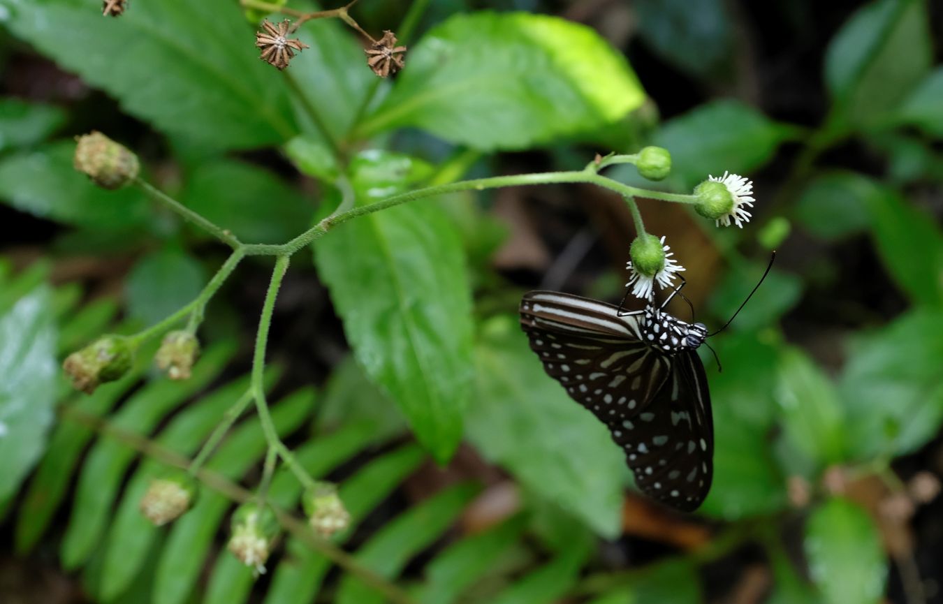 Dark Blue Glassy Tiger Butterfly { Ideopsis Vulgaris }